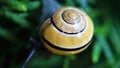 Snail Shell in the garden